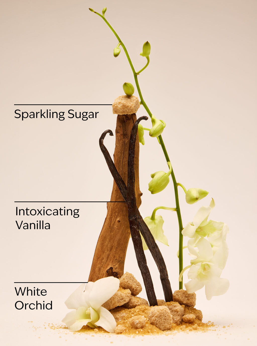 Warm Vanilla Sugar Gentle & Clean Foaming Hand Soap