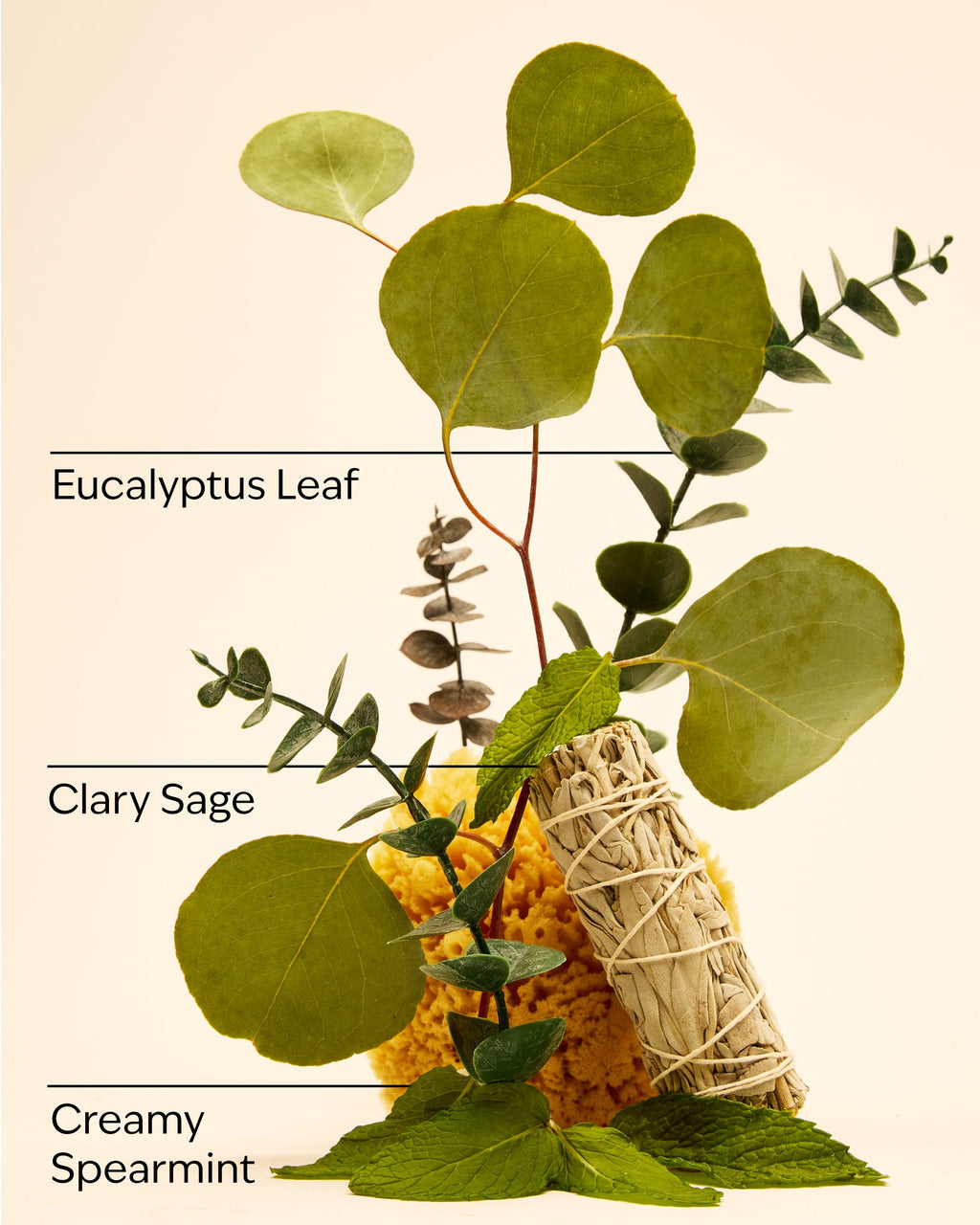 Eucalyptus Spearmint Wallflowers Refills 2-Pack