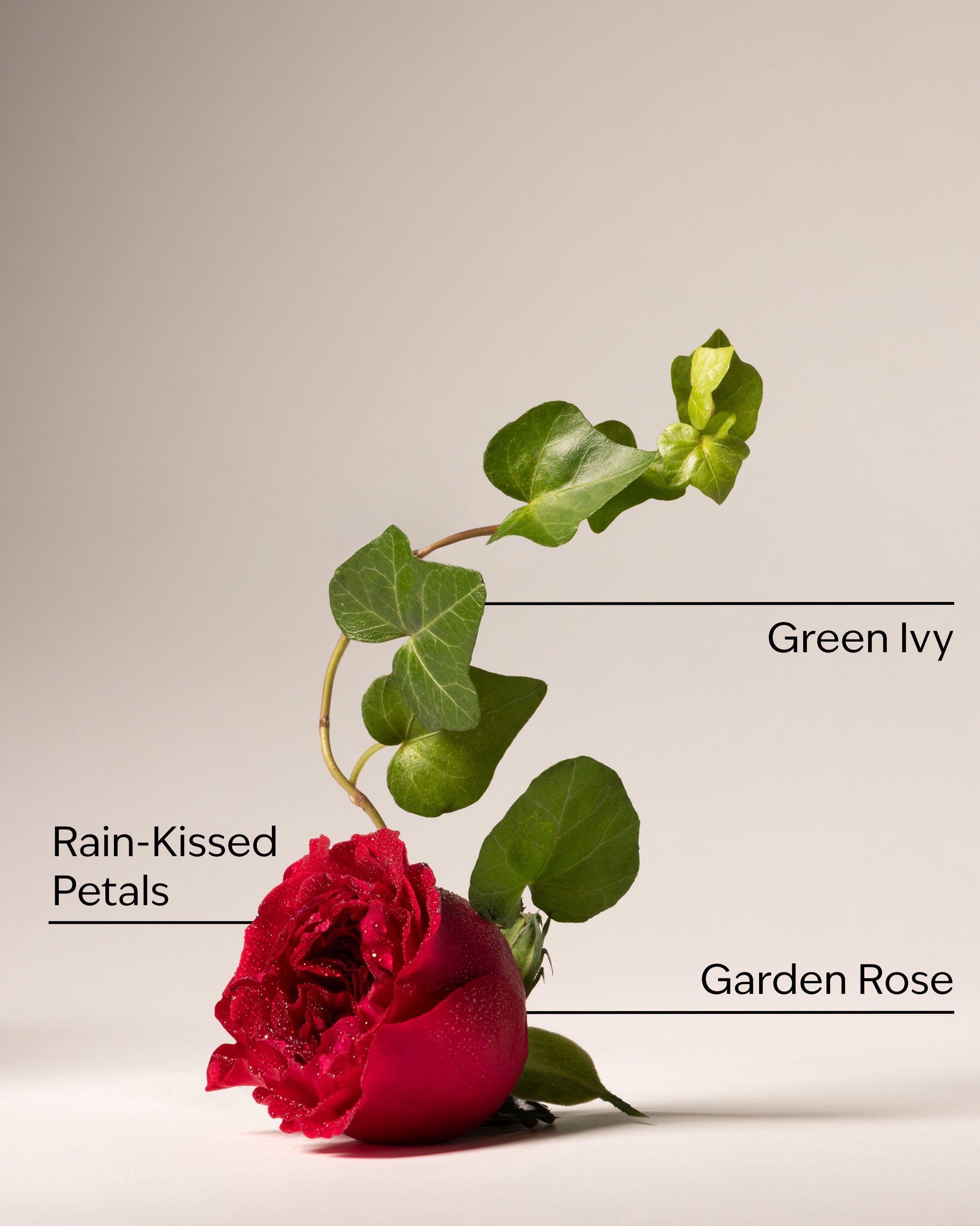 Kitchen Rose Counter Spray
