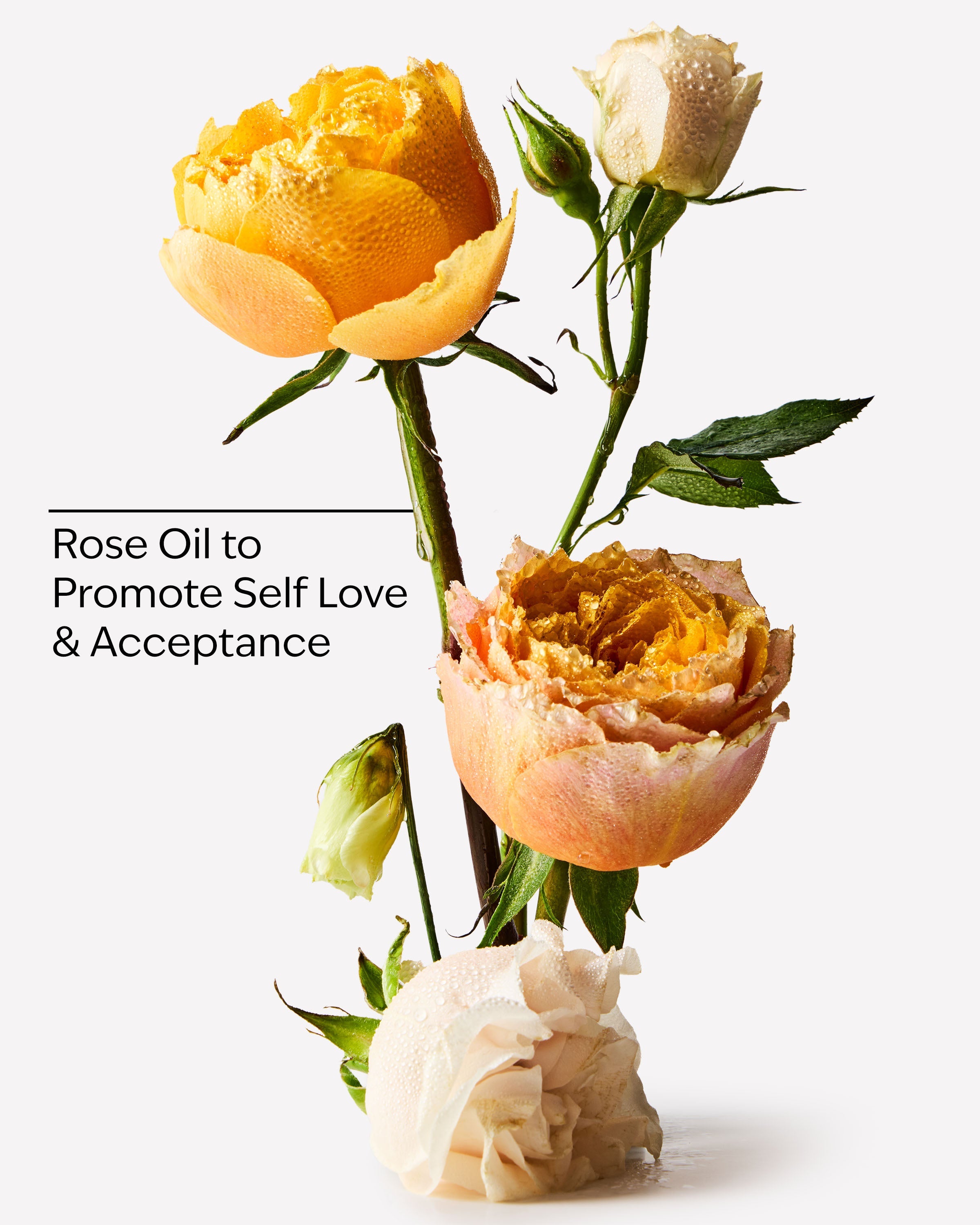 Heirloom Rose Body Wash & Foam Bath